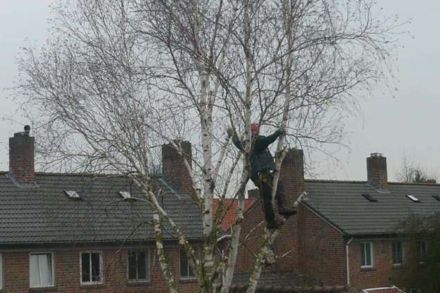 Het verwijderen van een berkenboom in een achtertuin in Oss